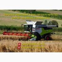 Закупка Кукурузы Фуражной