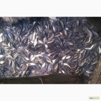 Продам годичку амур-35-40гр. толстолоб-30-35гр короп ----- 30грн