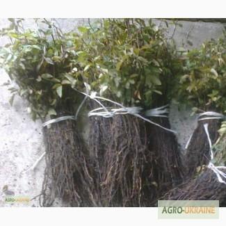 Продам Сіянці шипшини, Винницкая обл