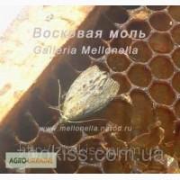 Сера (1 кг) для борьбы с восковой молью