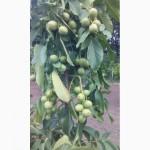 Продам саженцы грецкого ореха форм Кочерженка