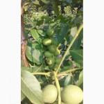 Продам саженцы грецкого ореха форм Кочерженка