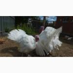 Инкубационные яйца Венгрия Польша Чехия (маркированные) КООБ 500 и другие породы