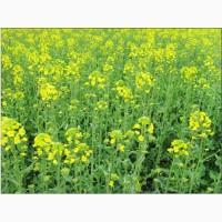 Продам семена Рапса, Сидератов и Многолетних, Газонных Трав