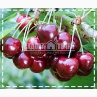 Саженцы ЧерешниМелитопольская купить в интернет-супермаркете SADOVA-TOCHKA