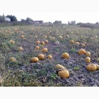Продам тыкву сорт штирейская голосемянная
