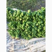 Продам тепличный шпинат