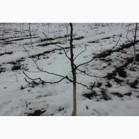 Кваліфікована обрізка саду