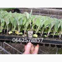 Розсада.Посівна лінія для розсади