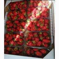 Продам клубнику сорт клери