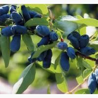 Продам саджанці жимолості сорт Каріна (контейнер 0.5 л)