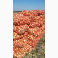 Лук сорт Штутгарт