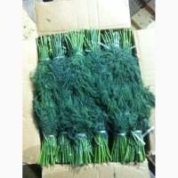 Продаю укроп