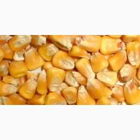Продам кукурузу