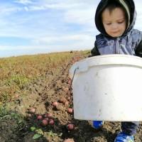 Продам посадкову картоплю Чорний Барон