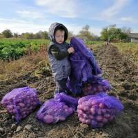 Продам посадкову картоплю Чорний Барон