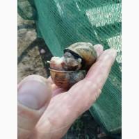 Маточне стадо равлика Helix aspersa maxima