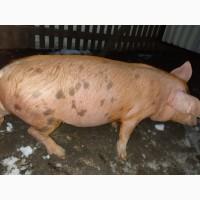 Замовляйте поросята