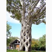 Семена Платан (Platanus) (1гр – 15грн)