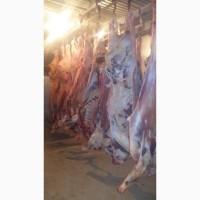 Фото 4. Продам говядину и от производителя с 20 тонн. Кроме Европы