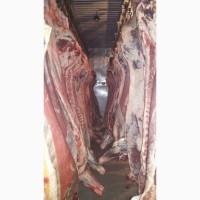 Фото 7. Продам говядину и от производителя с 20 тонн. Кроме Европы