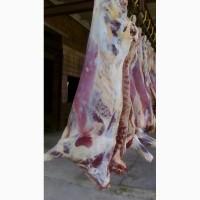 Фото 9. Продам говядину и от производителя с 20 тонн. Кроме Европы
