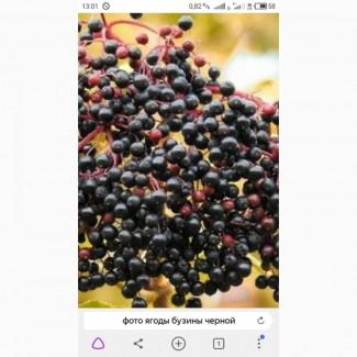 Закупвем по всей Украине СУХУЮ ягодуБУЗИНЫ.ОПлата нал