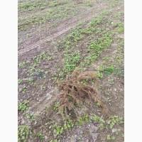 Продам черенки та саджанці чорної смородини