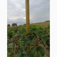 Продам черенки та саджанці чорної смородини