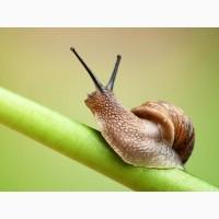 Куплю дикий виноградний равлик HELIX POMATIA