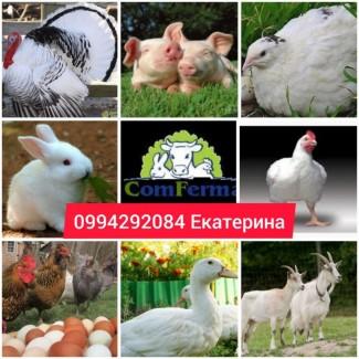 Комбикорма Старт Гровер Финиш Несушка для всех с/х животных