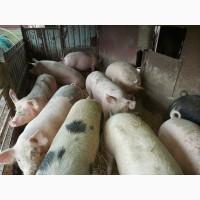 Продам свиней живым весом