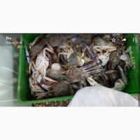 Краб голубой с персидского залива