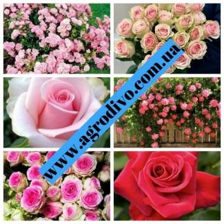 Розы высшего качества от производителя продукции в питомнике АГРОДИВО