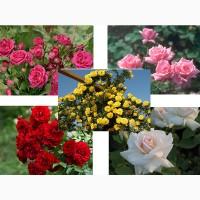 Розы высшего качества от производителя продукции в питомнике АГРОДИВО