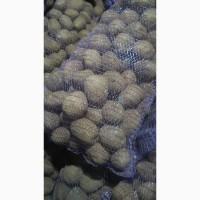 Продам товарну картоплю