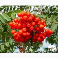 Горобина червона свіжа / заморожена