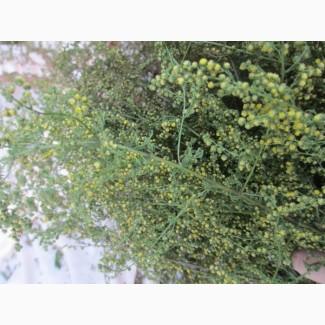 Трава полин однорічний (солодкий)