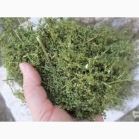 Трава полин однорічний (солодкий)