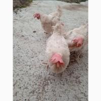 Кури Несучки Легорни