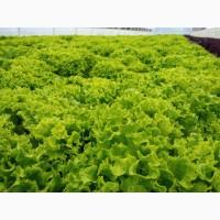 Продам салат. Бионда, росса, ромен, фризе