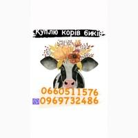 Куплю бичків баранів