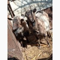 Срочно продам цапа і козу