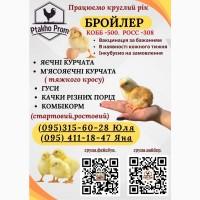 Ціплята добовий Бройлер КОБ-500