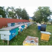Продам бджолопакети карніка