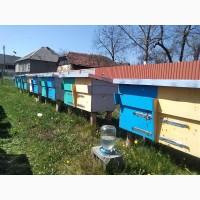 Продам бджолопакети карніка