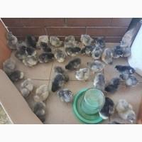 Продам циплята Джерсійського гігант