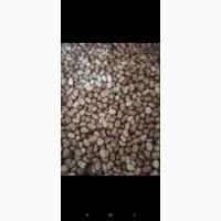 Продам кінські боби сорт Фанфаре