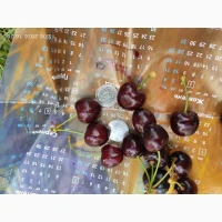 Продам черешні