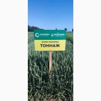 Насіння озимої пшениці сорт Тоннаж